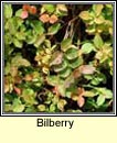 bilberry (fraochn)