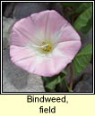 bindweed,field (ainleog)