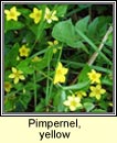 pimpernel,yellow (lus cholm cille)