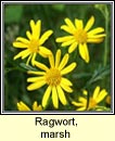 ragwort,marsh (samhadh corraigh)