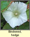 bindweed,hedge (ialus fil)