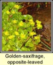 golden-saxifrage, opposite-leaved (glris)