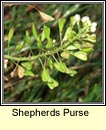 shepherds purse (lus an sparin)