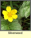 silverweed (brioscln)