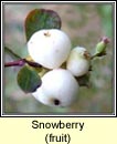 snowberry (pirn sneachta)
