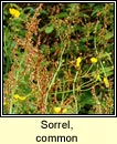sorrel,common (samhdh b)