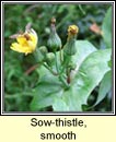 sow-thistle,smooth (bleachtn mn)