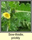 sow-thistle,prickly (bleachtn colgach)