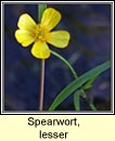 spearwort,lesser (lasair lana)