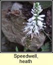 speedwell,heath (lus cr)