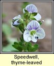 speedwell,thyme-leaved (lus an treacha)