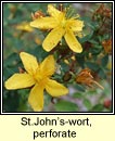 st.johns-wort,perforate (lus na maighdine muire)