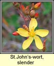 st.johns-wort,slender (beathnua baineann)