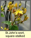 st.johns-wort,(beathnua fireann)
