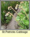 st patricks cabbage (Cabiste an mhadra rua)