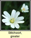 stitchwort,greater (tursainn mhr)
