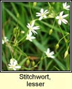 stitchwort,lesser (Tursarraing bheag)