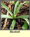 bluebell (coinnle corra)