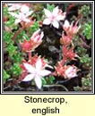 stonecrop,english (pirn seangn)