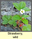 strawberry,wild (s taln fhiin)
