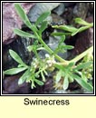 swinecress (cladhthach)