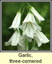 garlic,three-cornered (creamh garra)