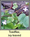 toadflax,ivy-leaved (buaflon balla)