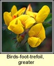 birds-foot-trefoil,greater (barr an mhislin)