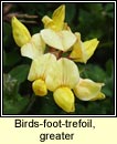 birds-foot-trefoil,greater (crobh in corraigh)