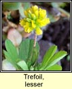 trefoil,lesser (seamrg)