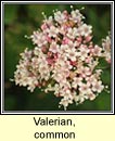 valerian (caorthann corraig)