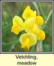 vetchling,meadow (peasairn bu)