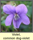 violet,common dog-violet (Sailchuach chon)