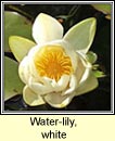 water-lily,white (bacn bn)