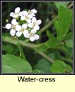 water cress (biolar)