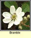 bramble (dris)
