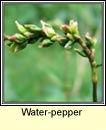 water-pepper (glineach the)