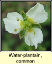water=plantain,common (corrchopg)