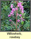 willowherb,rosebay (lus na tine)