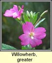 willowherb,greater (saileachn mr)