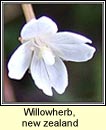 willowherb,new zealand (saileachn sraoilleach)