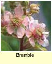 bramble (dris)