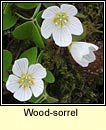 wood sorrel (seamsg)