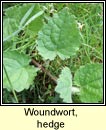 woundwort,hedge (crachtlus)