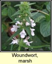 woundwort,marsh (cabhsadn)