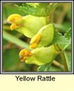 yellow rattle (gliogrn)