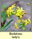 bedstraw,ladys (boladh cnis)