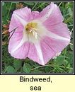 bindweed,sea (plr an phrionsa)