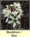 blackthorn (draighean)