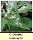 knotweed,himalayan (glineach spiceach)
